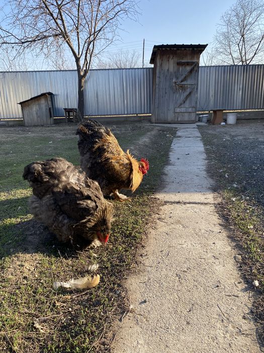 Кохинхин окрас криль