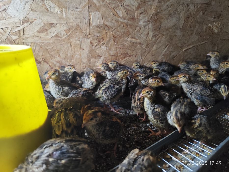 Перепела 10 дневные. Бөдене 10 күндік