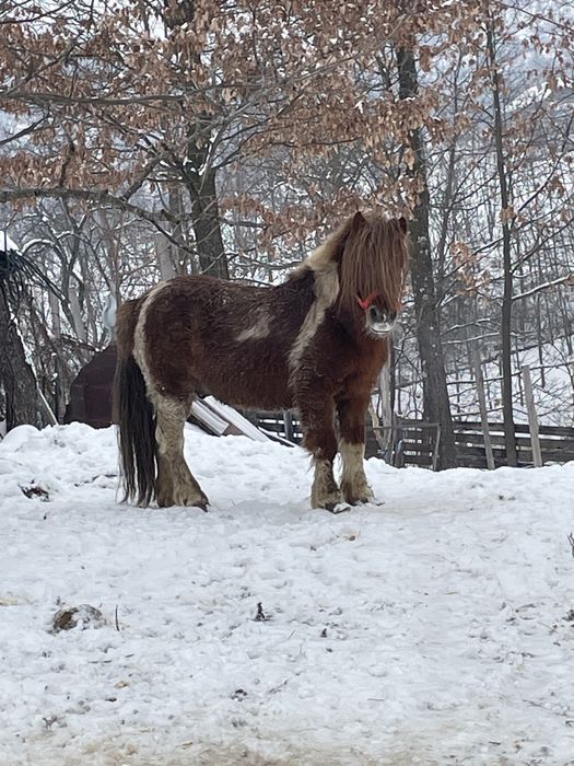 Vand ponei foarte cuminte