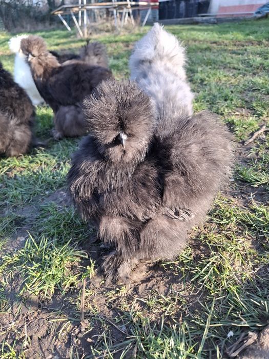 Американски копринки яйца