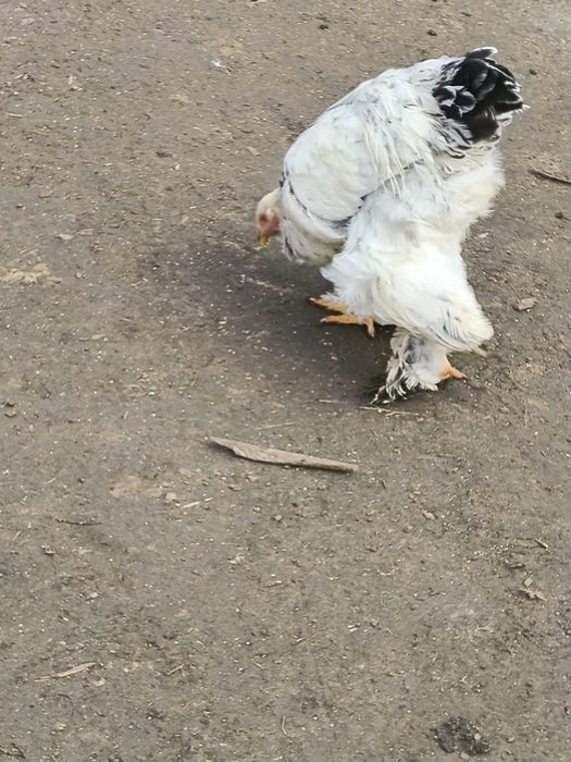 Vând cocoși brahma rasa pura sunt vaccinate