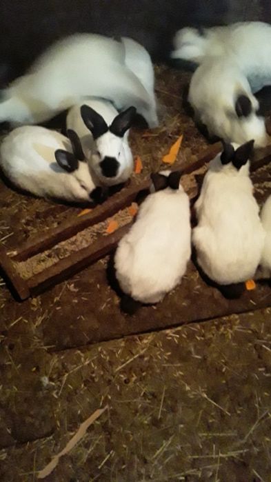 Продам кроликов