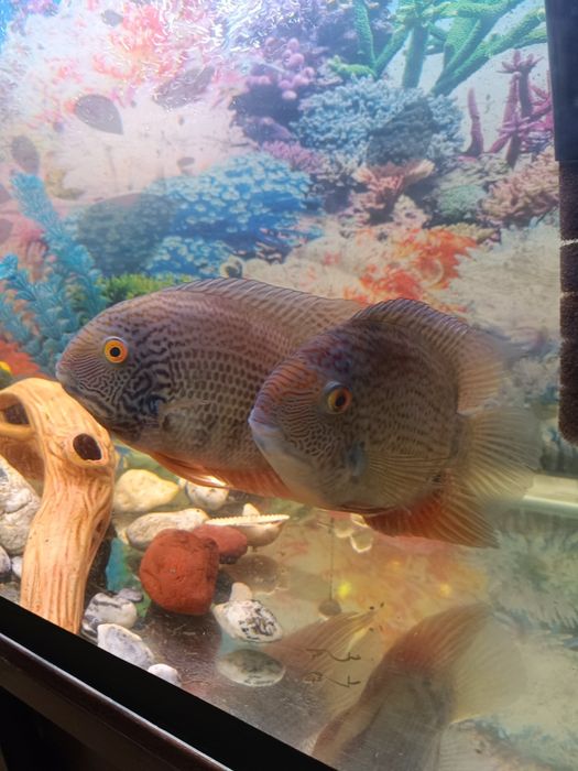 Аквариумная рыба северум