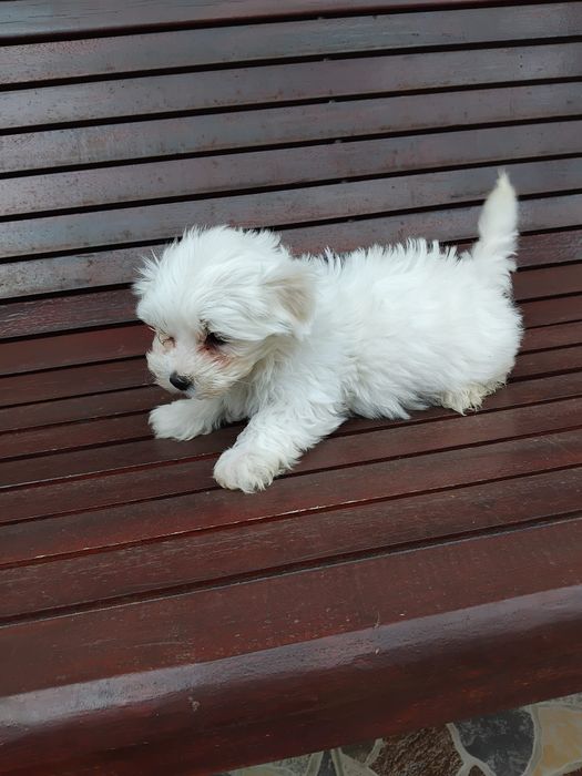 Bichon Maltez mini toy