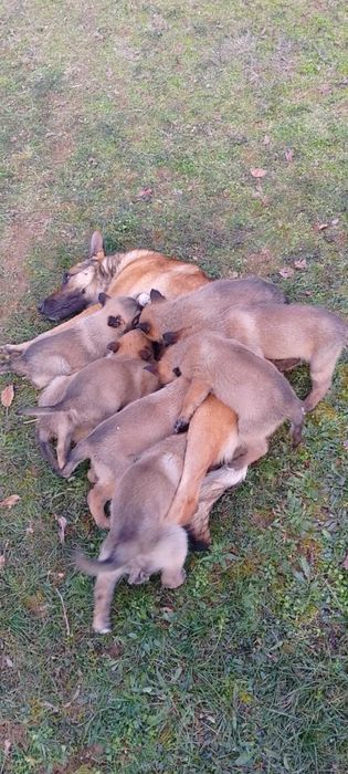 Белгийска Овчарка