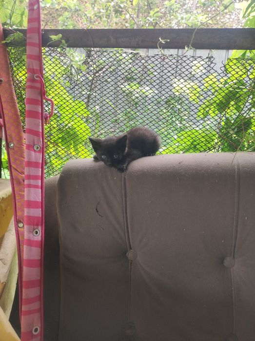 Отдам котят в хорошие руки