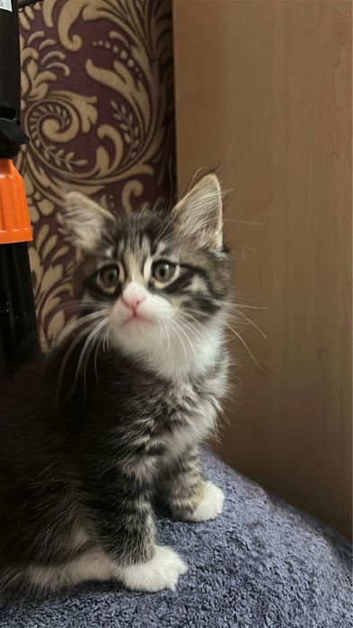 Котята бесплатно в добрые руки