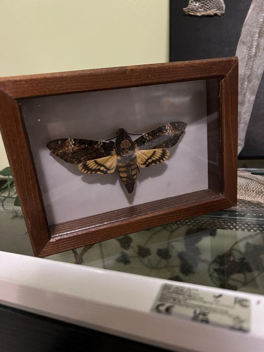 Красив молец в рамка