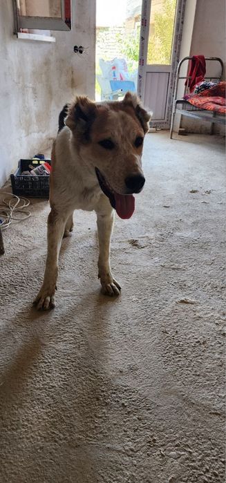 алабай 5 ойли жинси еркак 150 $