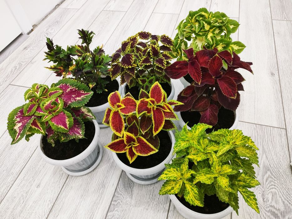 Сортовые колеусы. Доставка