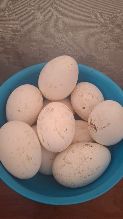 Продам инкабуцоное яйцо гусиное