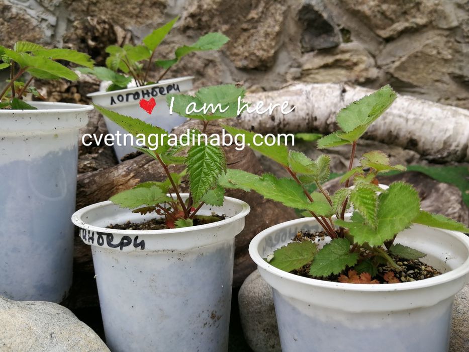 Къпина, Касис, Арония, Малини, Годжи Бери, Нар, Смокиня, Лешник, Боров