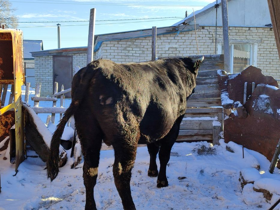 Продам Быка, телку