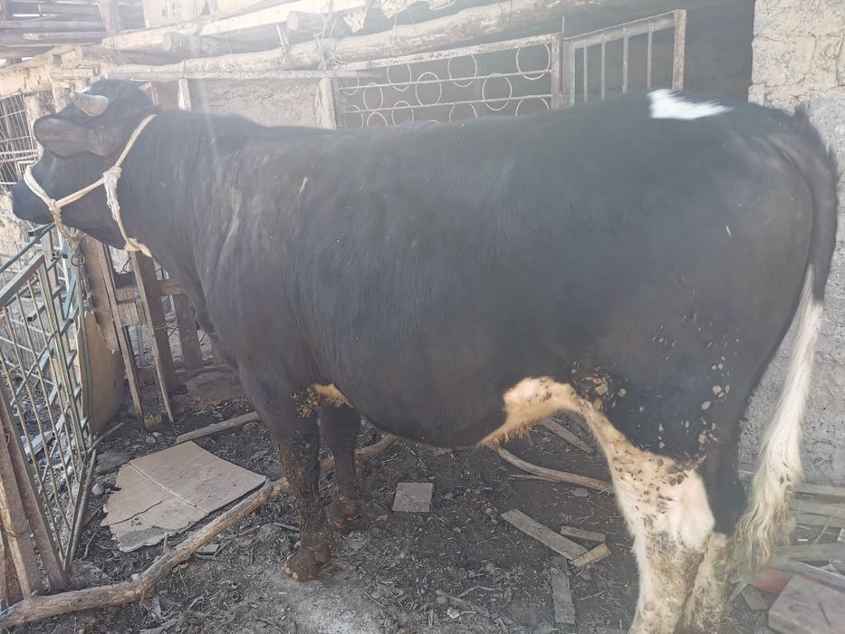 Продам крупного бычка