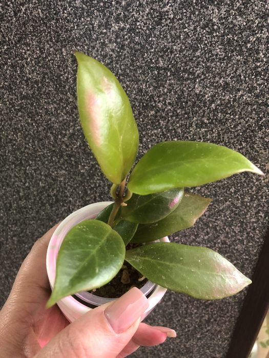 Продам хойи.