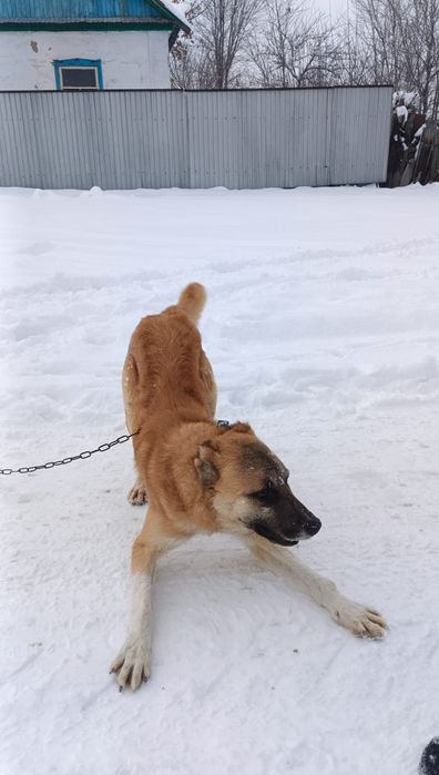 Алабай ит 8-9 Ай