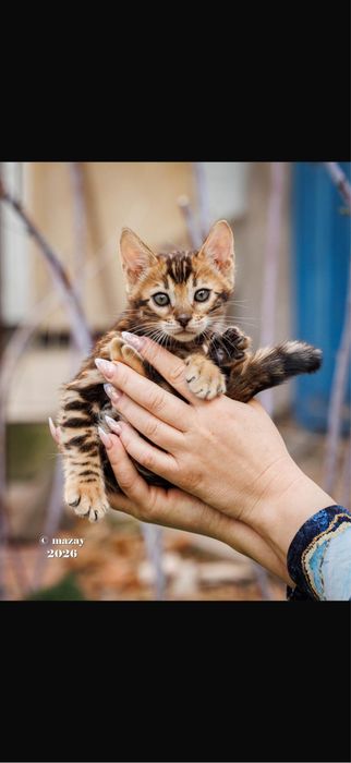 Бенгальская кошка премиум класса !!!