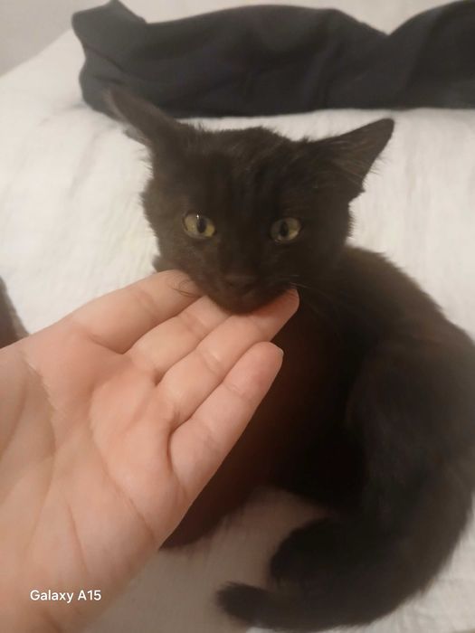 Отдам кота даром