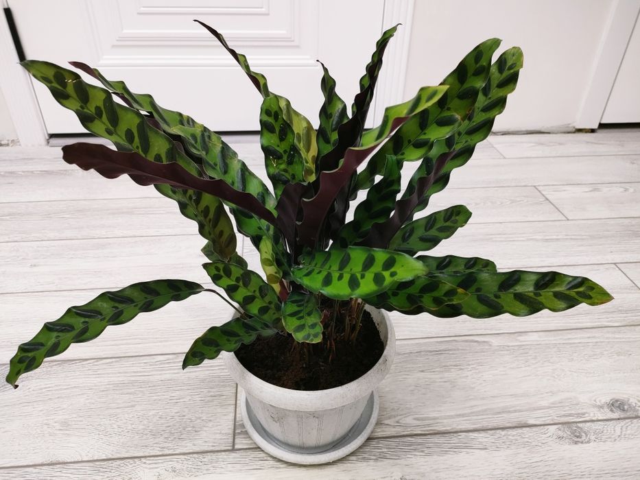 Комнатные цветы доставка