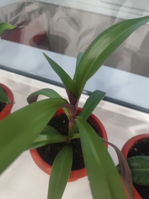 Домашние Комнатные цветы