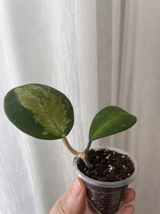 Хойи , укорененные черенки