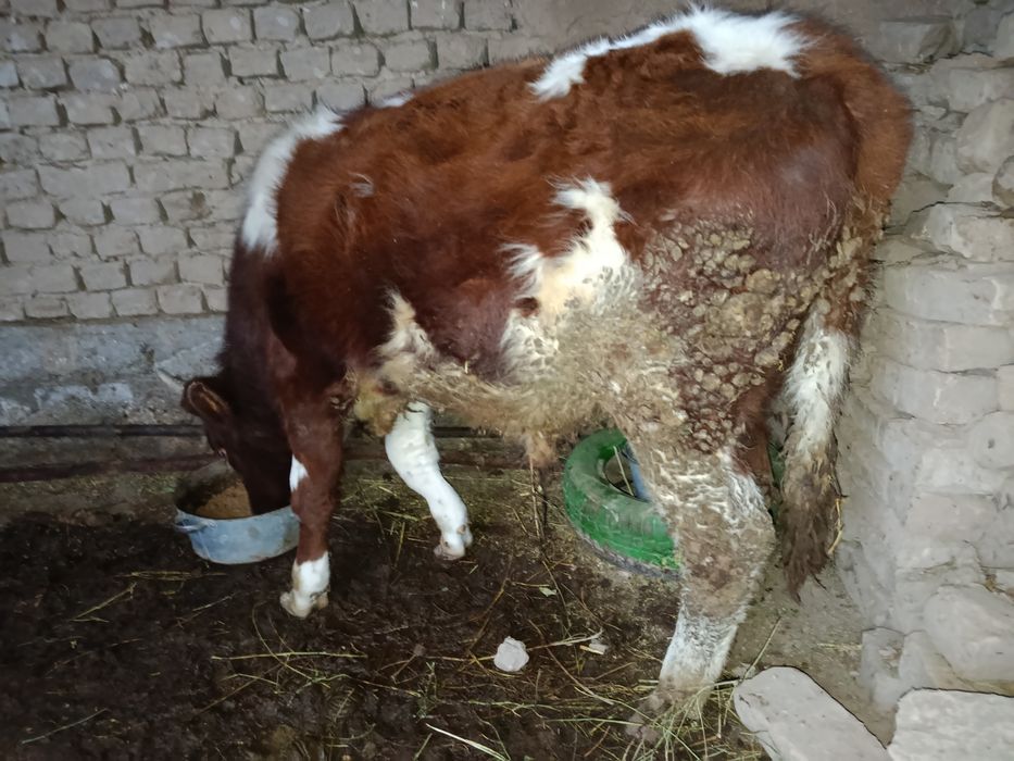 Бордақыланған өгізшелер бар