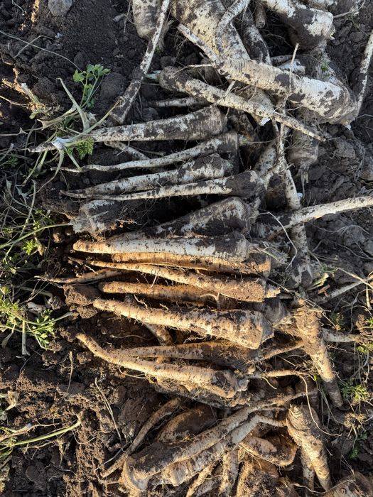 Vand patrunjel, pastarnac