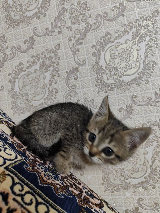 Отдам котенка в хорошие руки
