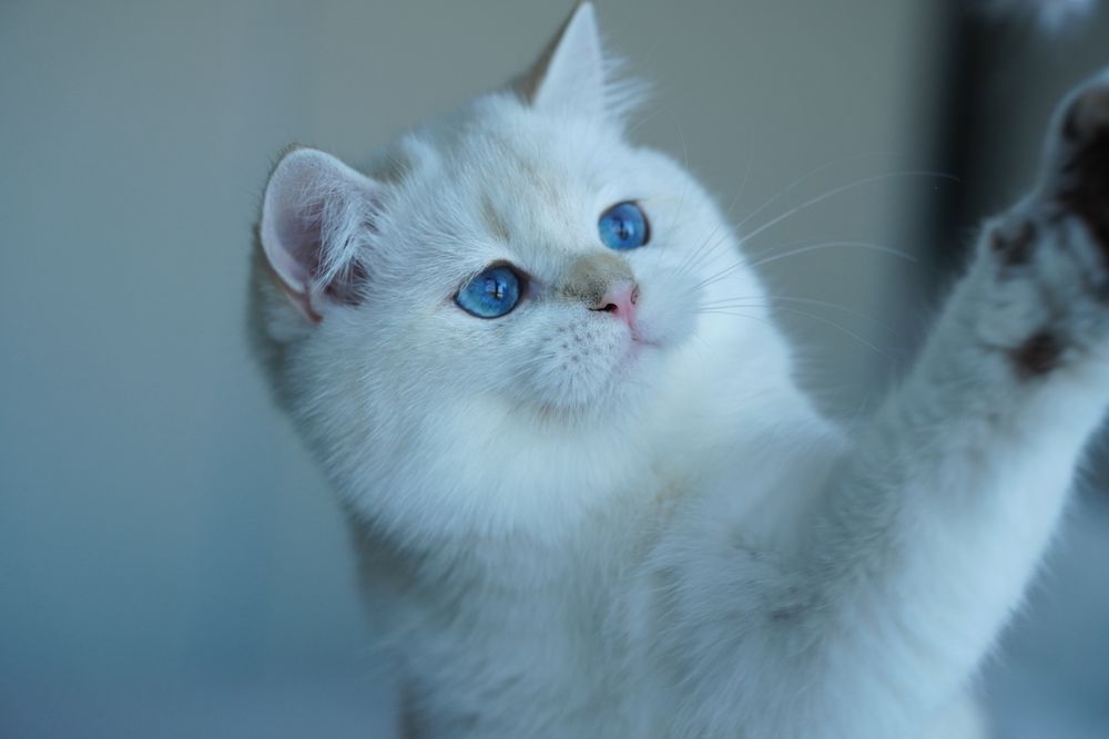 British Shorthair cu pedigree / Mascul