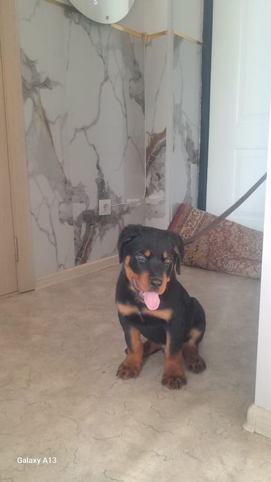 Щенок ротвейлера 2.5 месяцев.