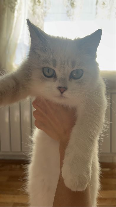 Котенок девочка 3-месяца
