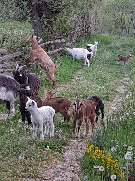 Capre tinere cu iezi!