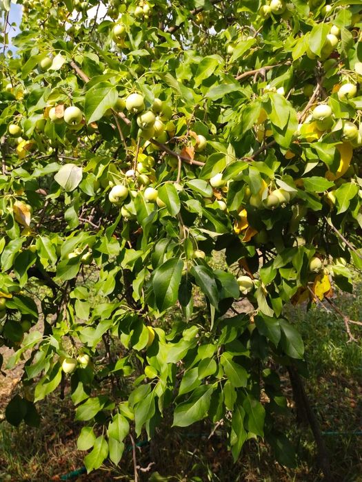 Дача 8(12) соток "Горизонт"