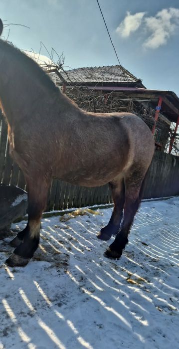 De vanzare,detalii in privat