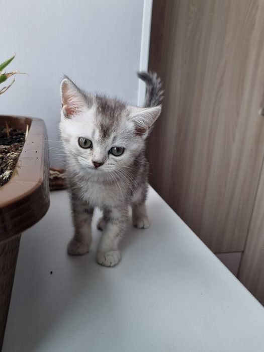 Шотландский котёнок