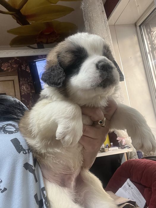 Щенки сенбернара