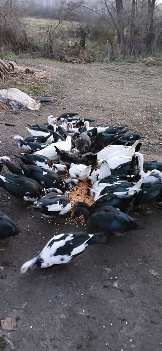 Rațe mute de vânzare, 70 lei bucata