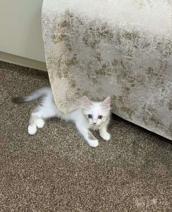 Сиамская кошка игривая