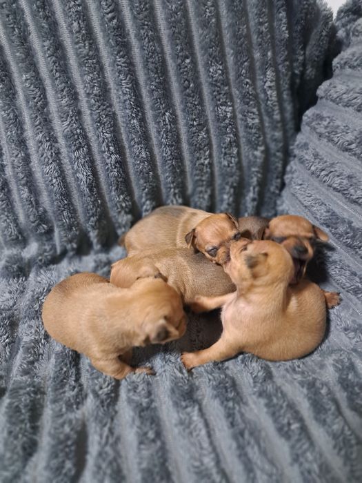 Продам карликовых пинчеров