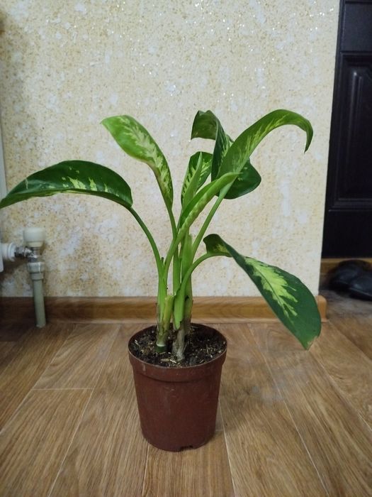 Диффенбахия цветы по 5000