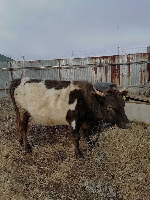 Құнажын сатамыз ..