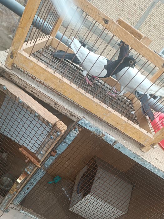 Продам голубей превезаны прямо из Китая пекинской и мясной породы