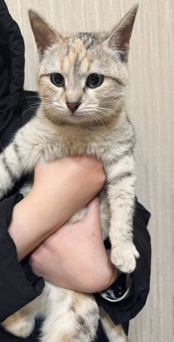 кошка уличная!девочка отдам бесплатно за подробностями напишите в лс