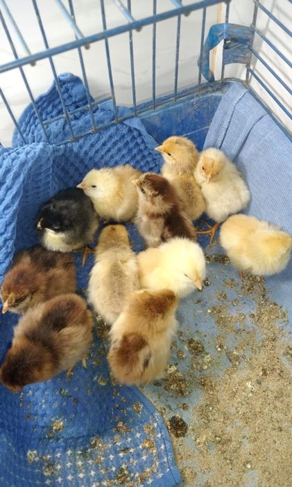 Цыплята с курицей