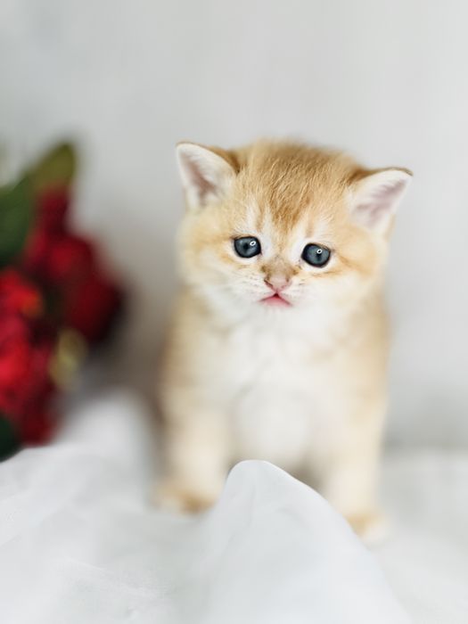 Девочка и мальчик  NY12