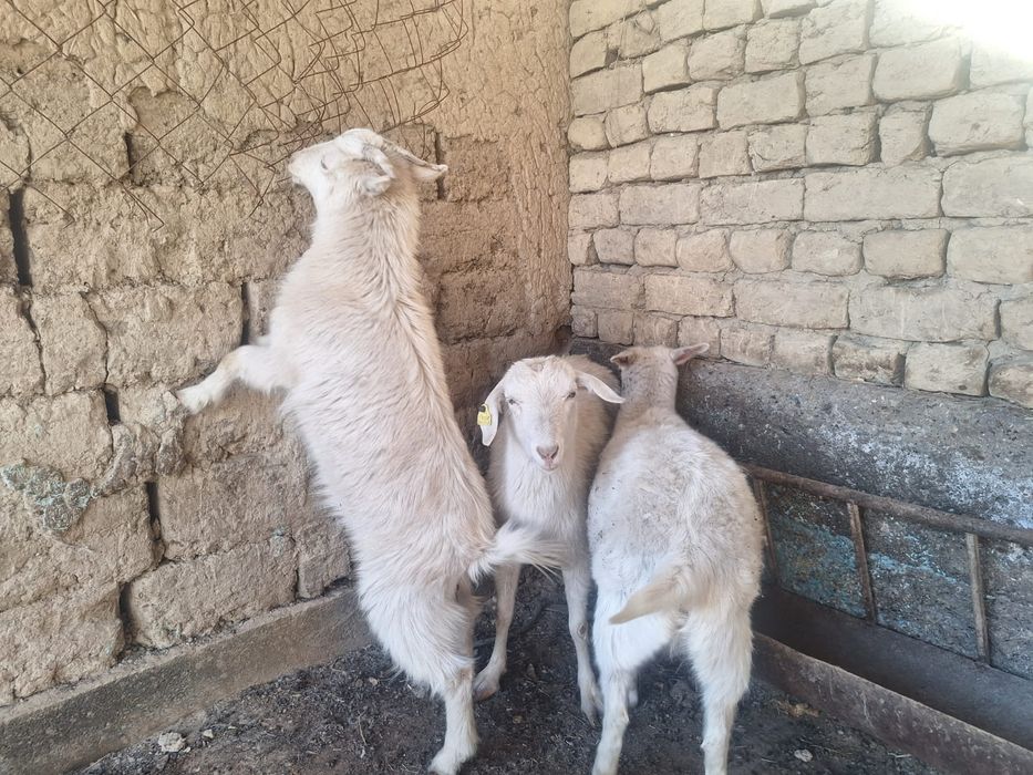 Ешкілер сатылады орыс ешкілер.