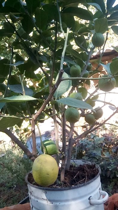 Лимон дерево 6 лет