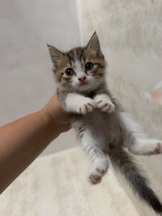 Отдам даром котят