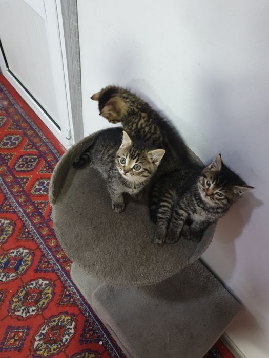 Отдам кошку с котятами