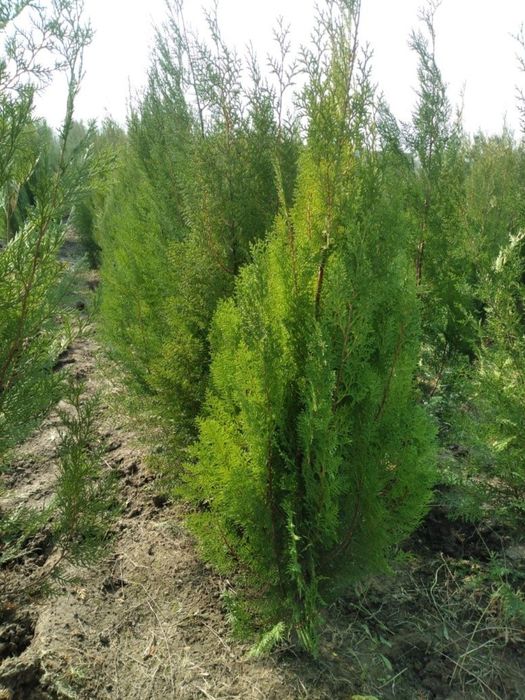 Арчалар кучатлари хар хил турдаги